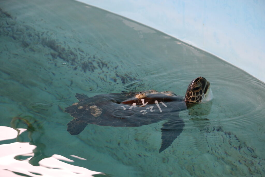 2025 Cold Stun Season Brings 1,200 Sea Turtles! - Gulf World
